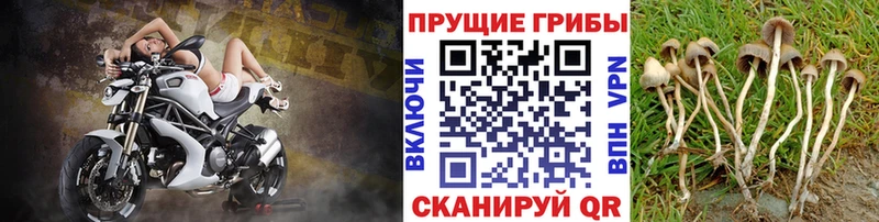 Псилоцибиновые грибы MAGIC MUSHROOMS  Купить закладки  Советская Гавань 